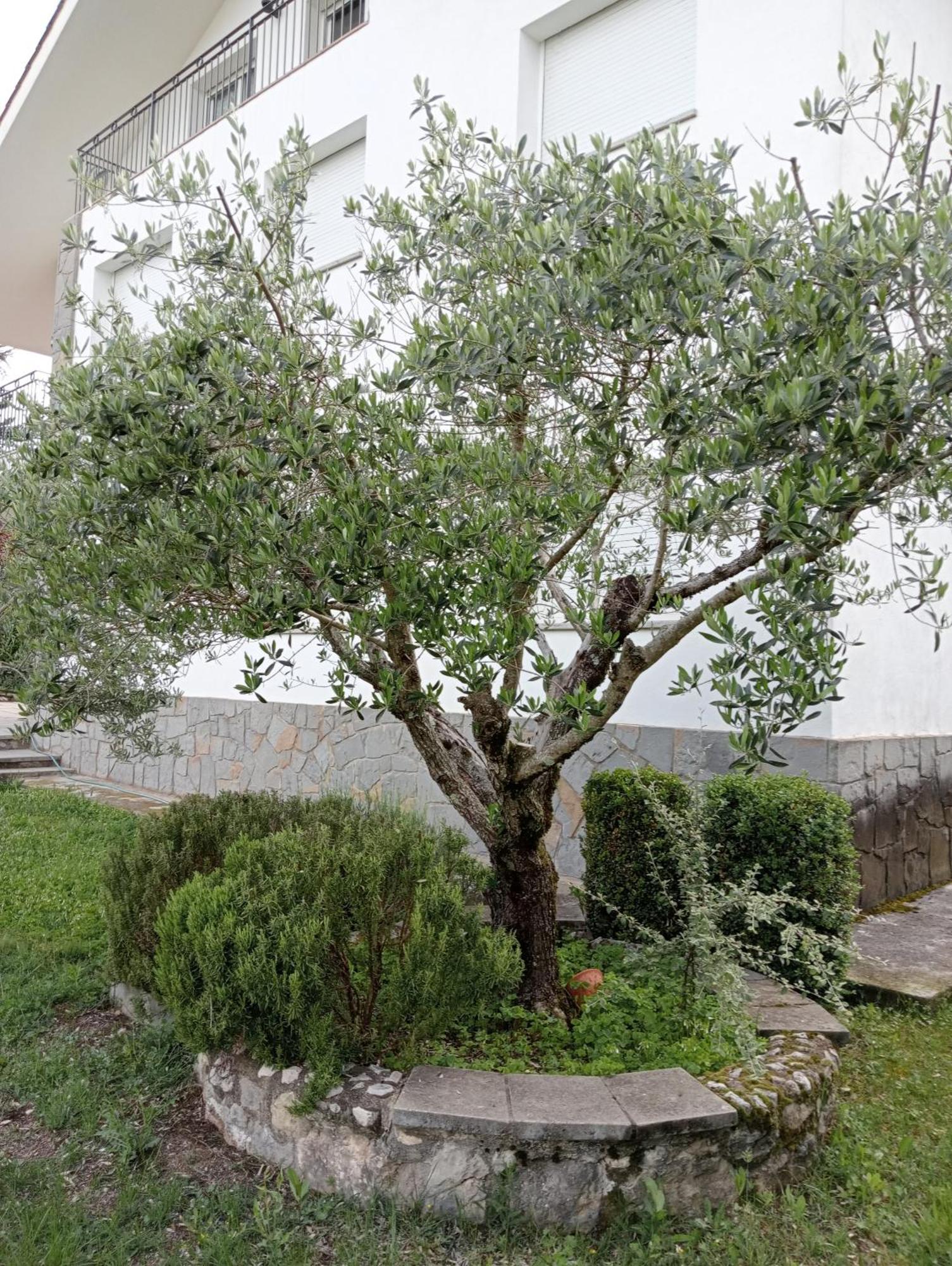 Apartamento-Casa Turistica L'Espigol Sant Llorenç de Morunys Exterior photo